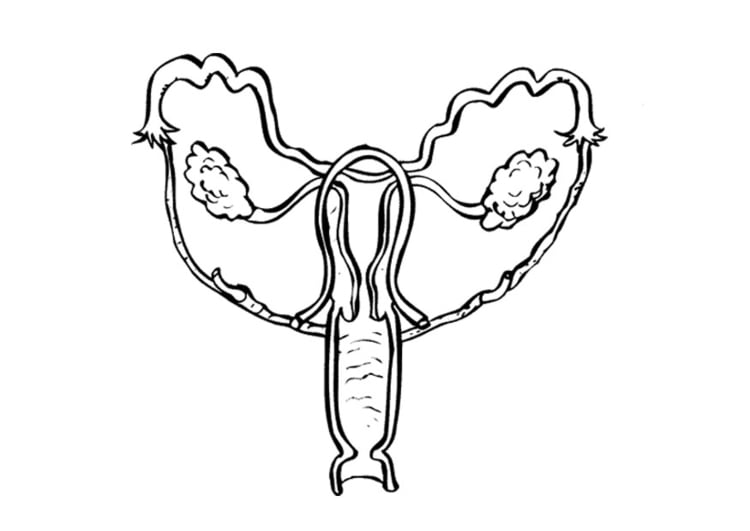 Coloring Page female reproductive ...