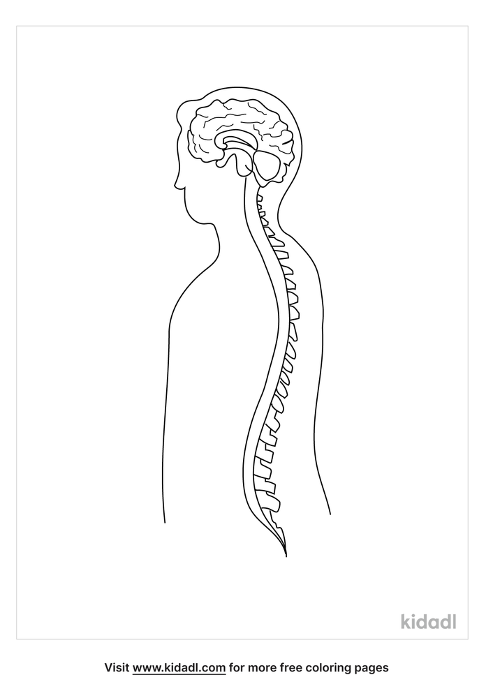 Nervous System Coloring Page | Free Human-body Coloring Page | Kidadl