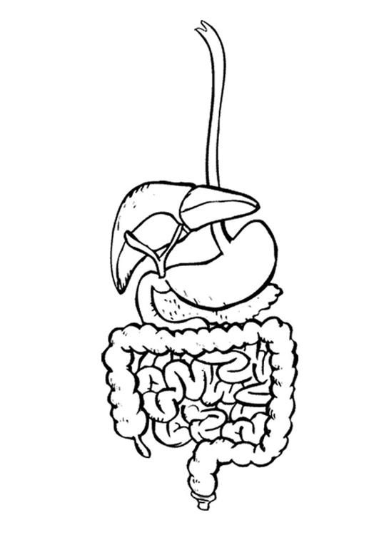 Coloring page digestive system - img 9492. | Corpo humano para colorir,  Corpo humano, Partes do corpo