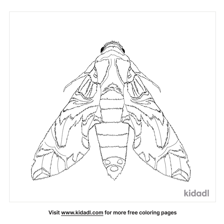 Oleander Hawk-Moth Coloring Pages | Free Animals Coloring Pages | Kidadl