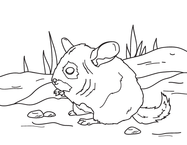 Free printable chinchilla coloring page. Download it at  https://museprintables.com/download/coloring-page/chinchilla/ | Coloring  pages, Drawings, Chinchilla