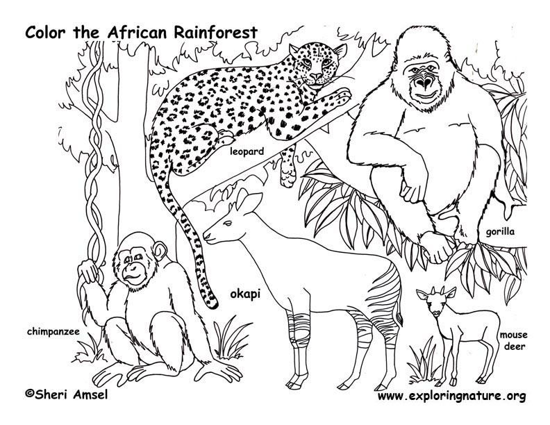 Rainforest Animals Coloring Pages free image download