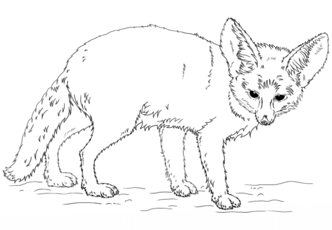 35 Fennec Fox Coloring Pages - Free Printable Coloring Pages