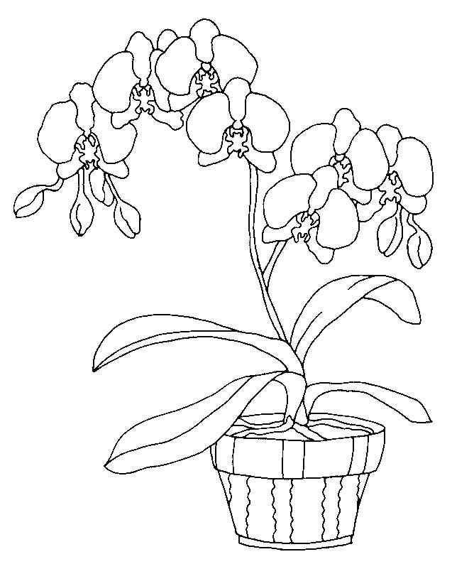 Orchids coloring page 10 Wallpaper | Coloring pages, Orchid ...