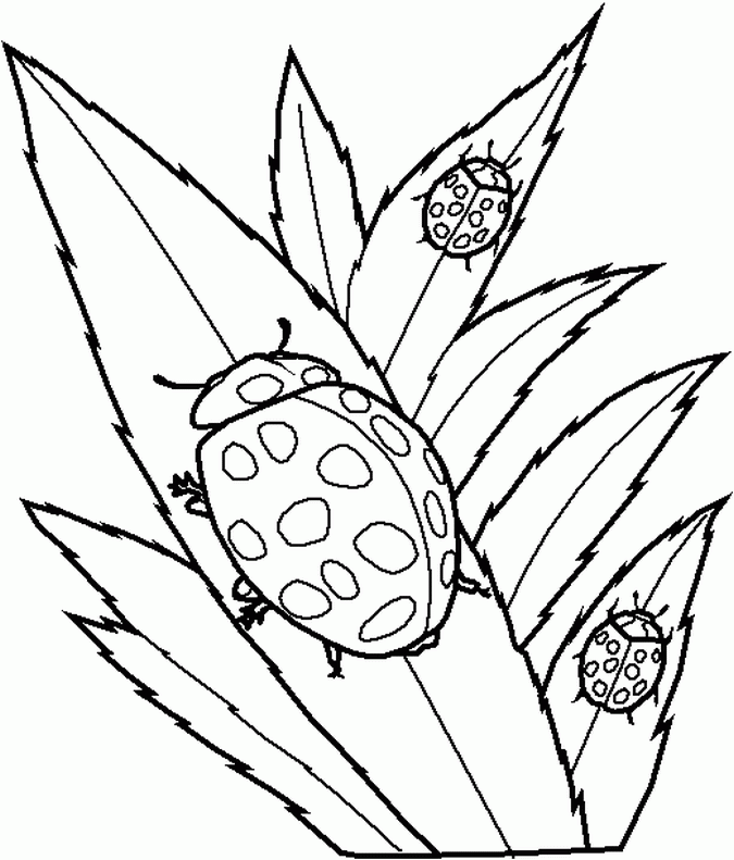Bug Coloring Page Cool Pdf to print - Coloring pages