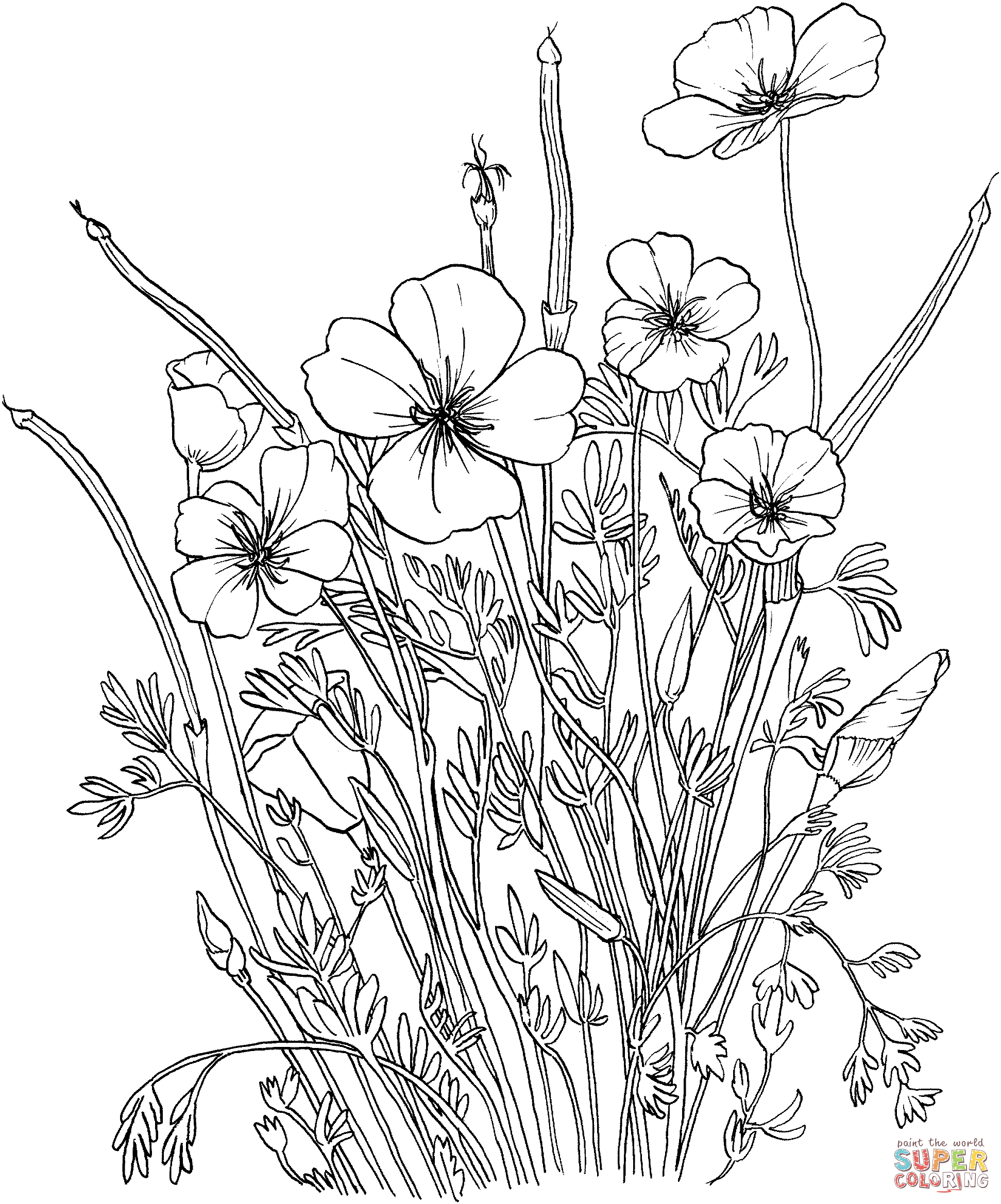 Golden Poppy or California Poppy coloring page | Free Printable ...