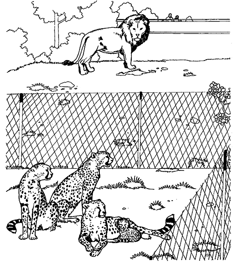 Lion and Cheetah Coloring Pages | Coloring