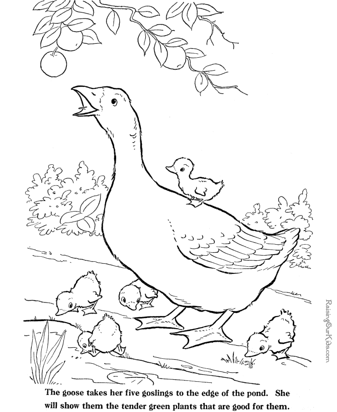 Free Farm Animal Coloring Sheets 027