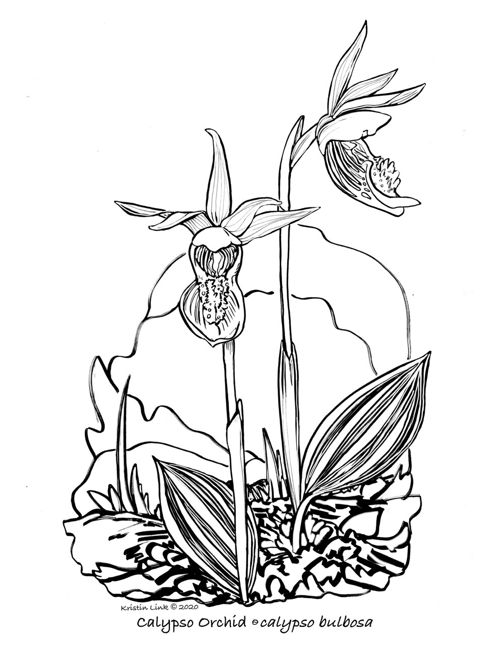 New Flower Coloring Pages — Kristin Link