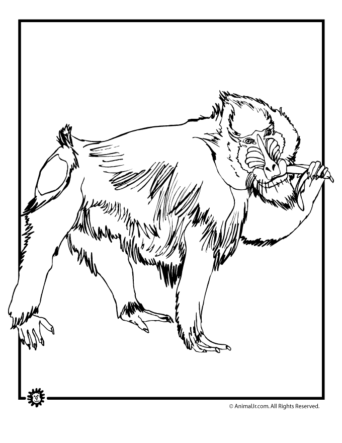 Animal Jr. | Baboon Coloring Page