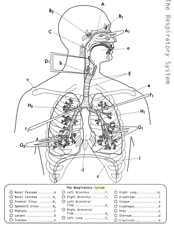 Cool Anatomy Coloring Book Respiratory System | Sugar And Spice