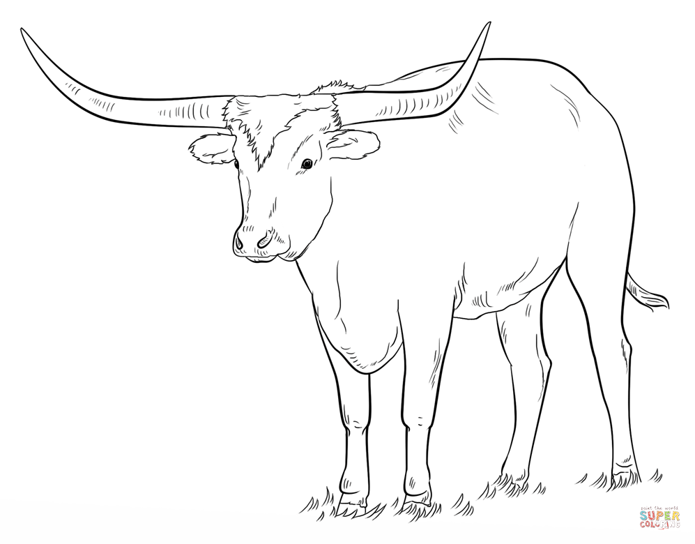 Texas Longhorn coloring page | Free Printable Coloring Pages