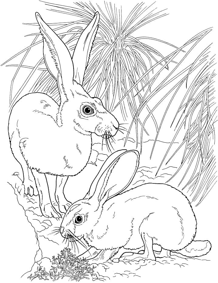 Black Tailed Jackrabbits Coloring Page - Free Printable Coloring Pages for  Kids