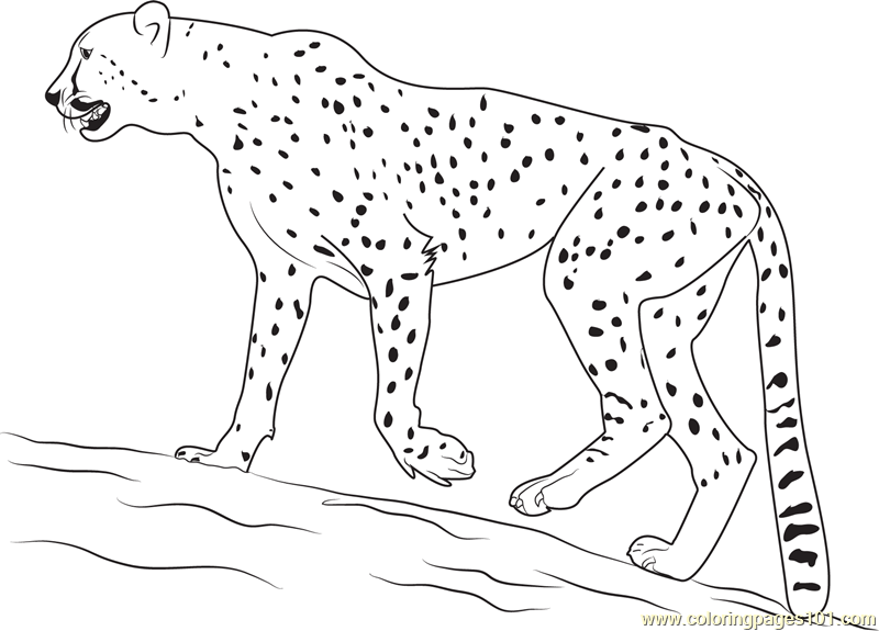 Cheetah Coloring Pages - Printable Coloring Pages of Cheetahs