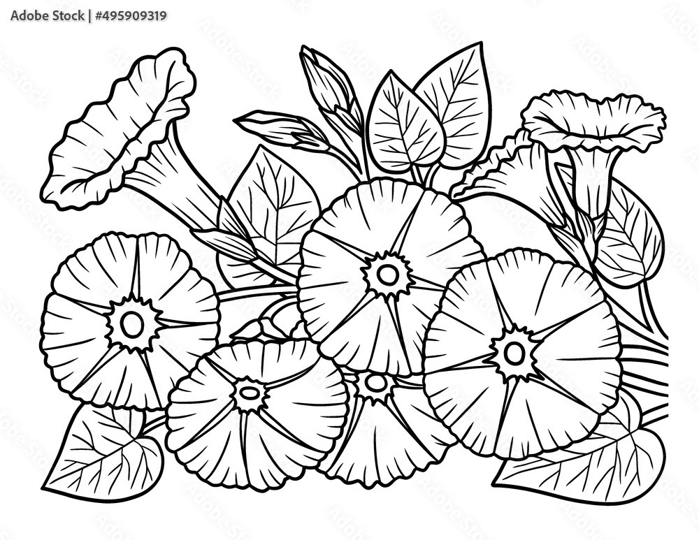 Morning Glory Flower Coloring Page for Adults Stock Vector | Adobe Stock