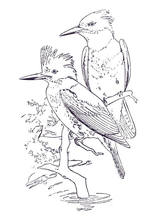 Coloring Page kingfisher - free printable coloring pages - Img 30724