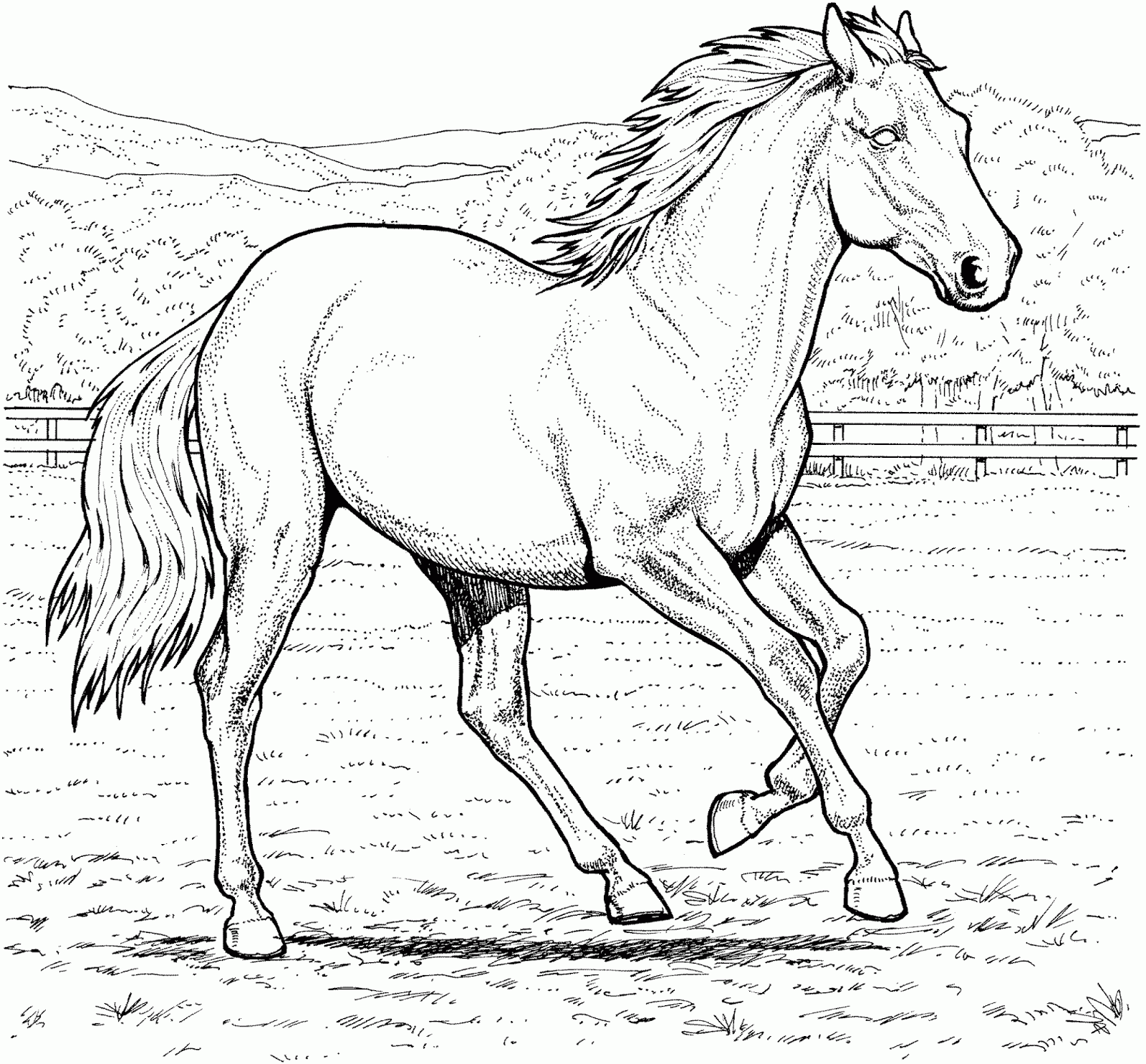 Hd Coloring Pages For Kids Real Horse Coloring Pagesgif Nature ...