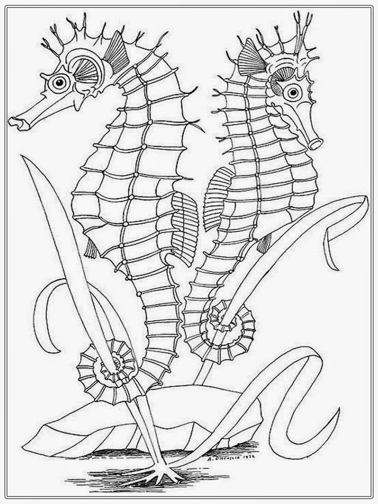 Realistic Seahorse Coloring Pages For Adult | Realistic Coloring Pages