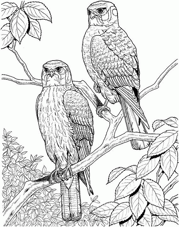 coloring pages for adults nature - Gianfreda.net