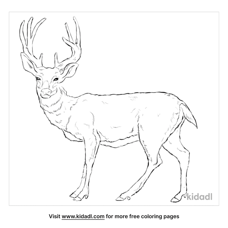 Mule Deer Coloring Pages | Free Animals Coloring Pages | Kidadl