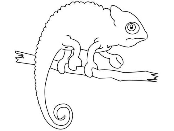 the mixed up chameleon coloring page | coloring Pages | Pinterest ...