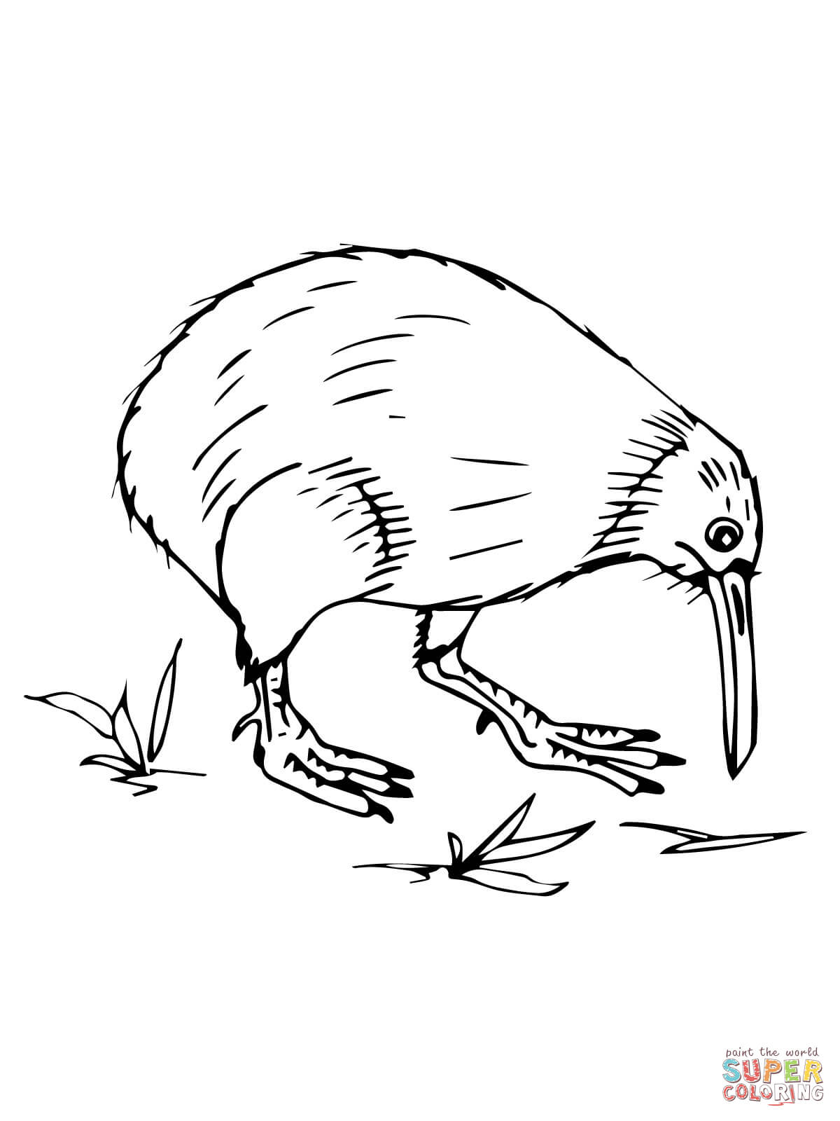 New Zealand Kiwi coloring page | Free Printable Coloring Pages