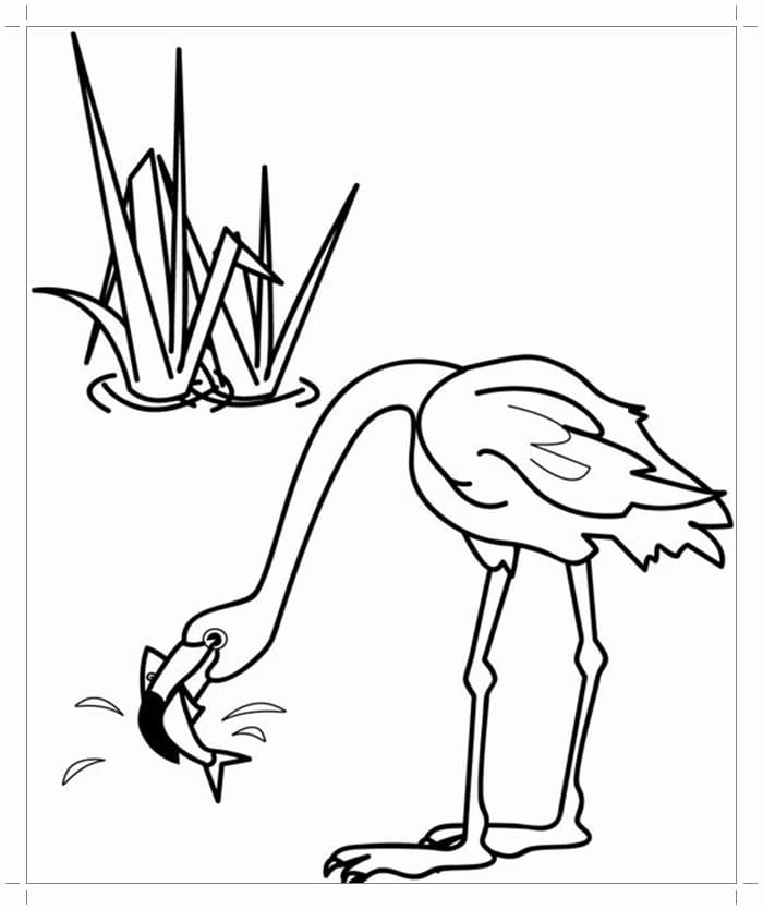 Flamingo coloring pages - 100 Printable coloring pages