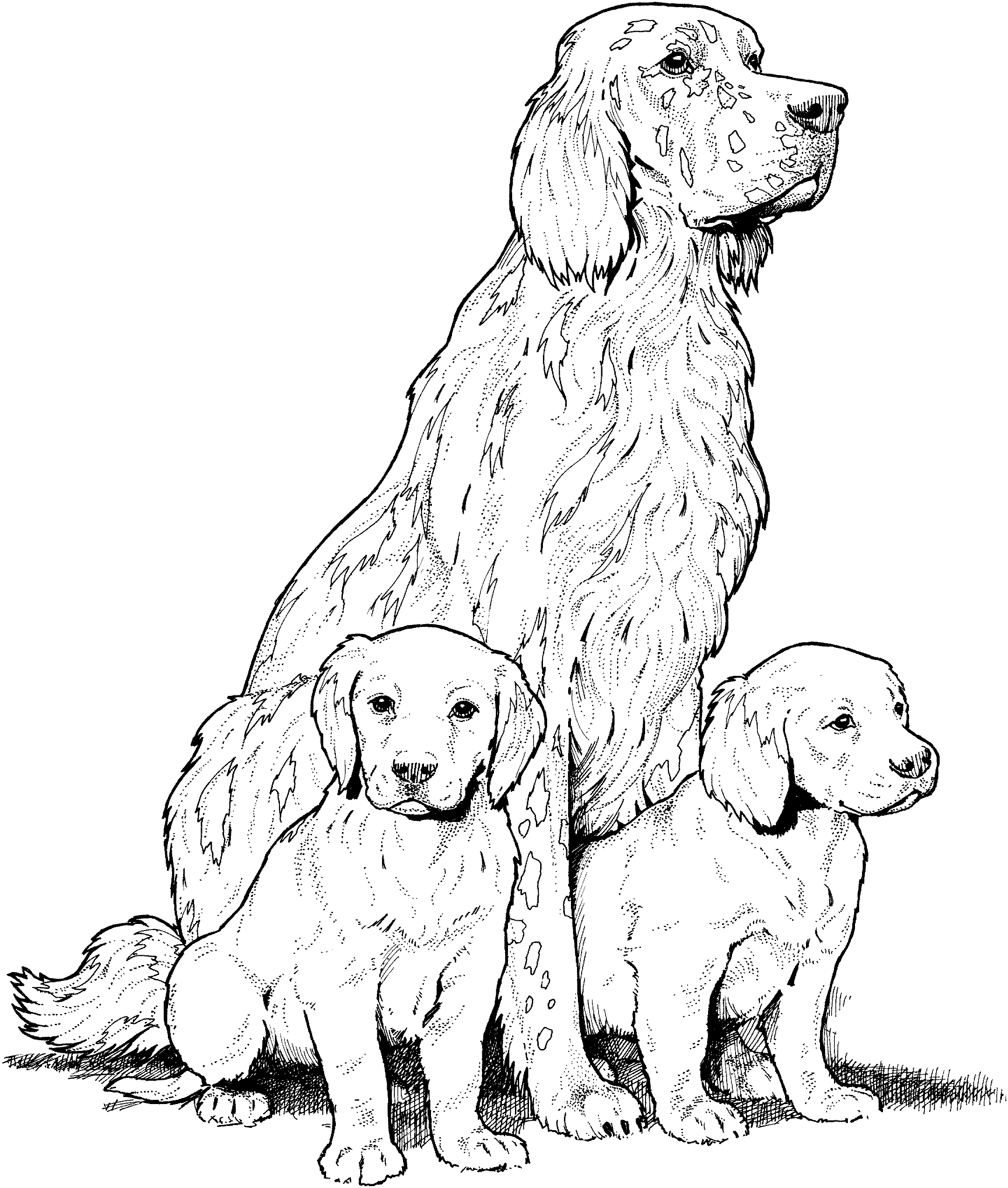 cocker spaniel coloring page - Clip Art Library