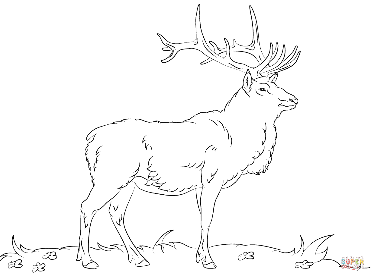 Elk - Coloring Pages for Kids and for Adults
