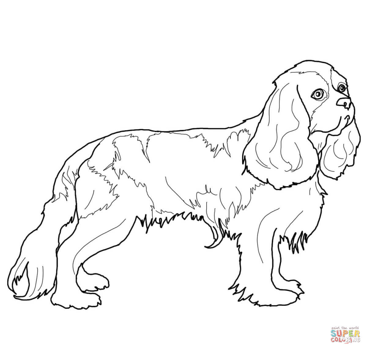 Cavalier King Charles Spaniel coloring page | Free Printable Coloring Pages