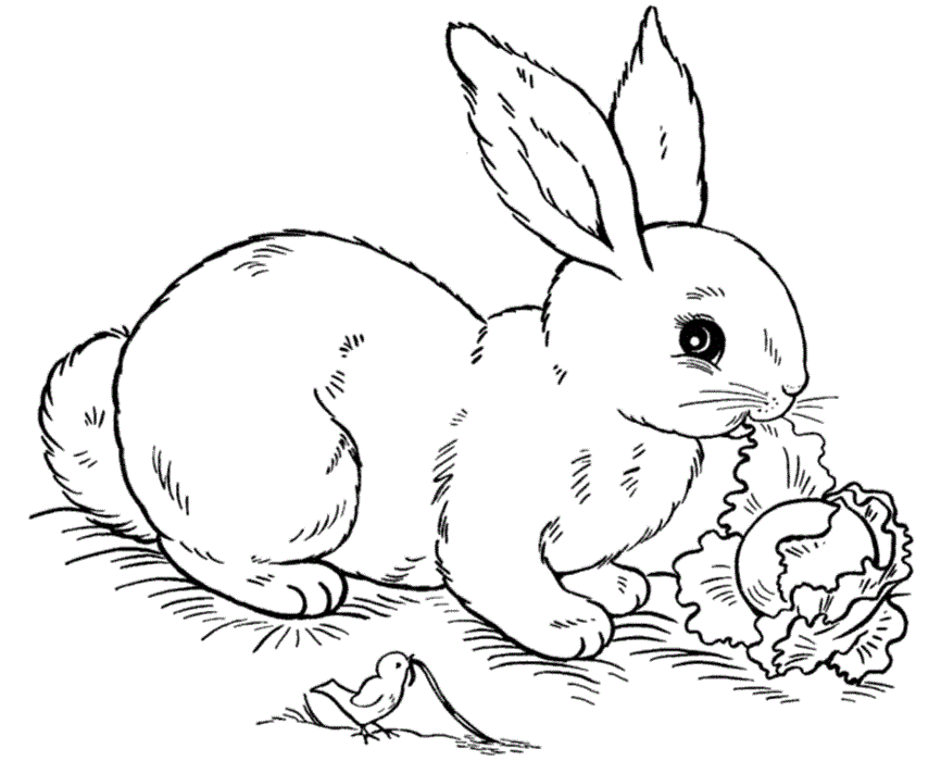 Baby Bunny Coloring Page - Coloring Pages for Kids and for Adults