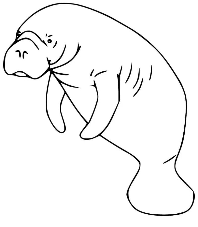 Manatee Coloring Pages
