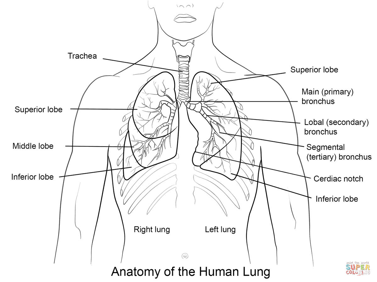 Human Lungs coloring page | Free Printable Coloring Pages