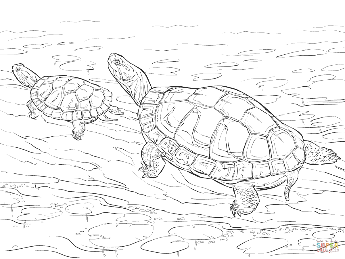 Two Painted Turtles coloring page | Free Printable Coloring Pages