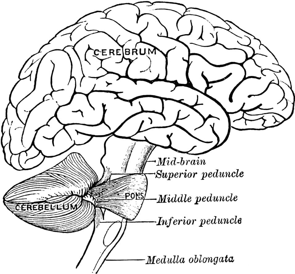 Human Brain 15 Coloring Page - Free Printable Coloring Pages for Kids