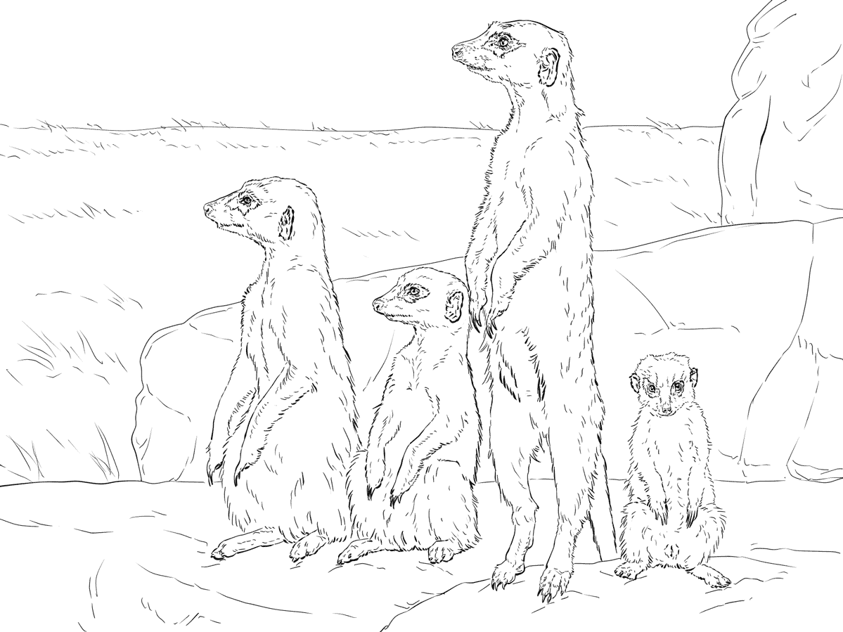 Meerkats Standing up Coloring Pages - Realistic Animal Coloring Pages - Coloring  Pages For Kids And Adults