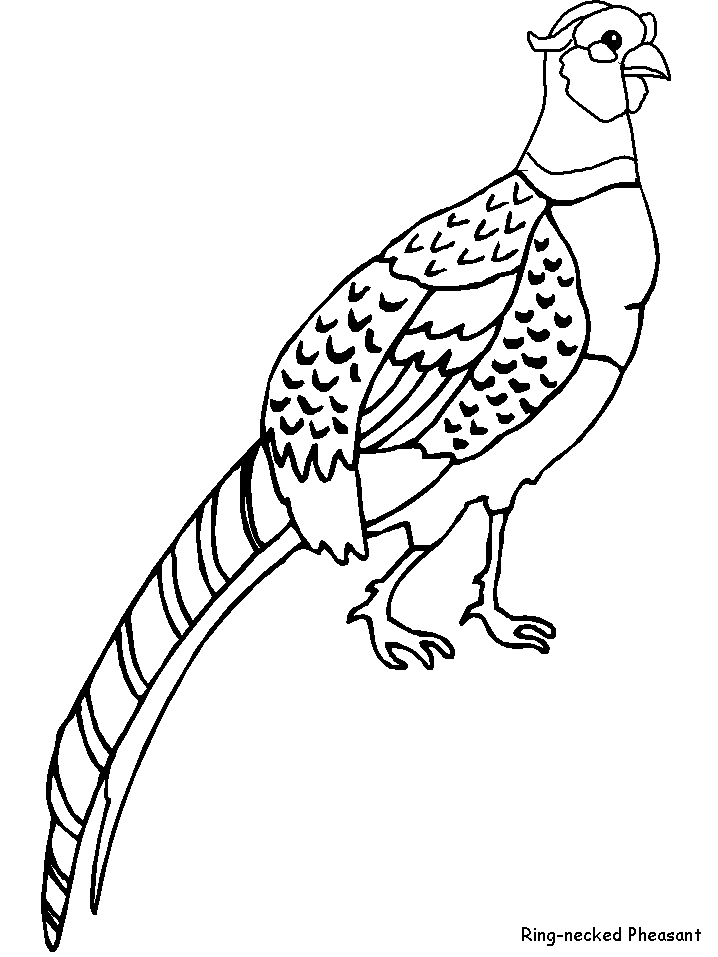 Pheasant coloring page | Farm animal coloring pages, Coloring pages, Animal coloring  pages