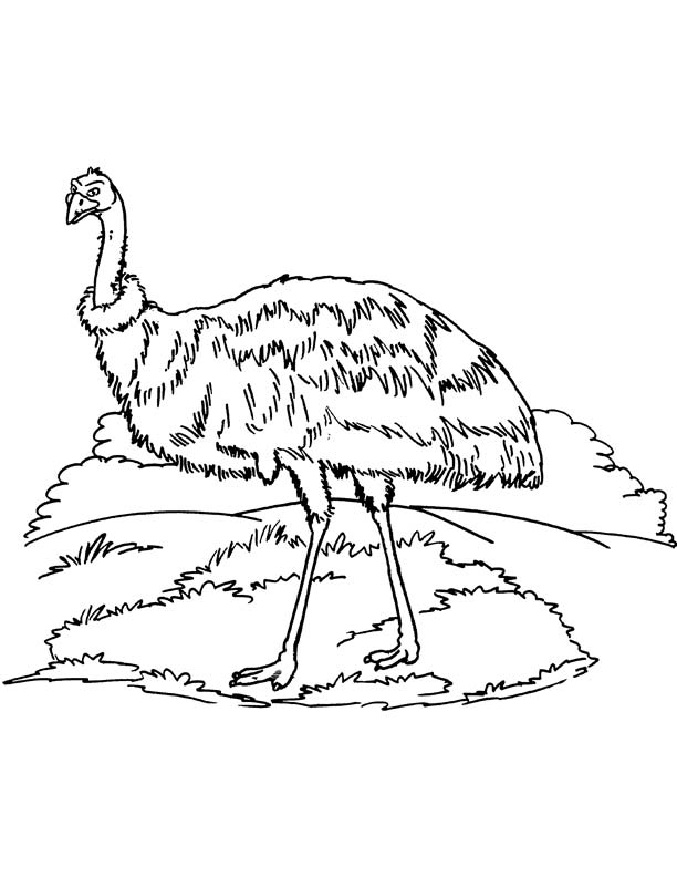 Australian Emu coloring page in 2020 | Coloring pages, Coloring pages for  kids, Color