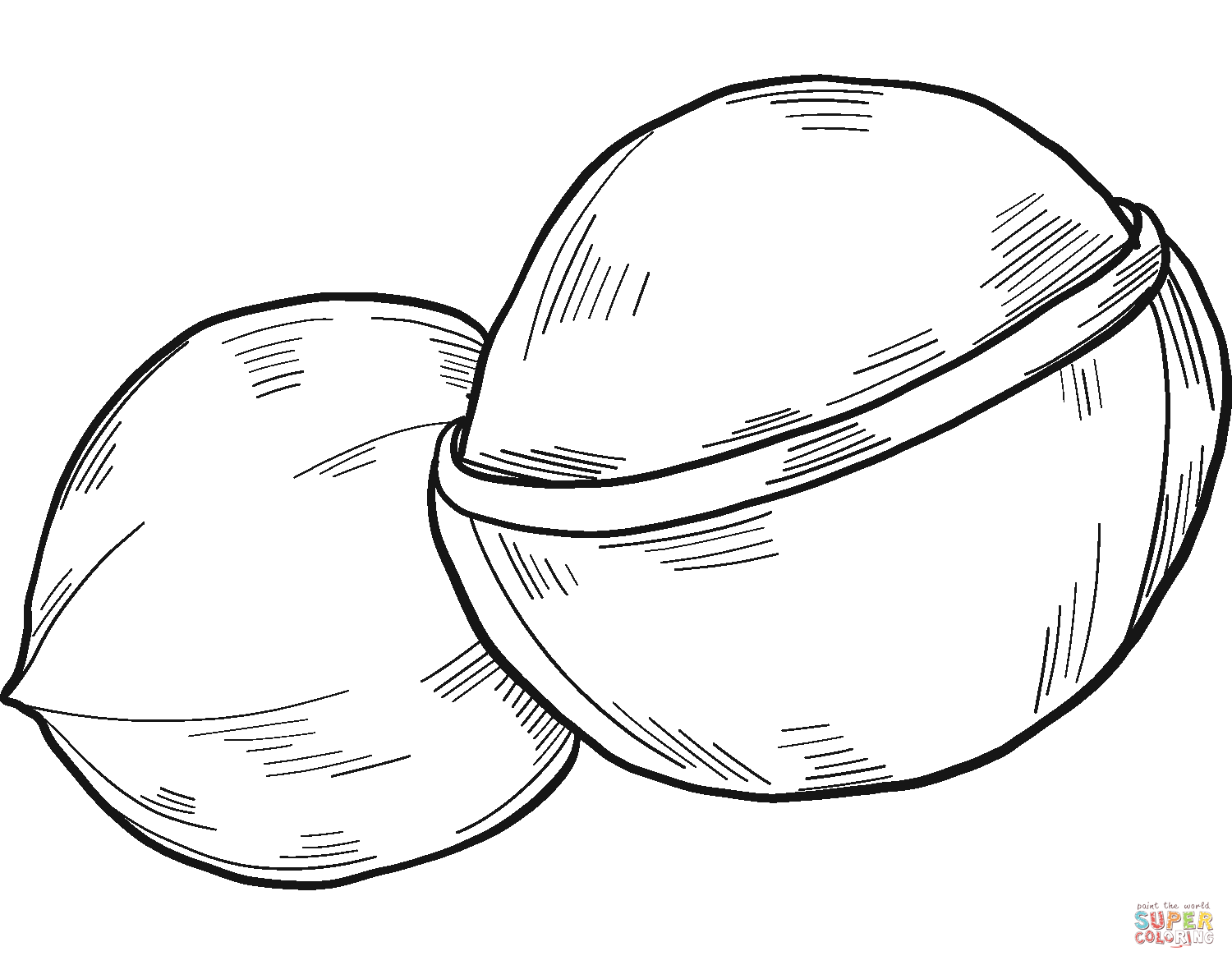 Macadamia Nut coloring page | Free Printable Coloring Pages