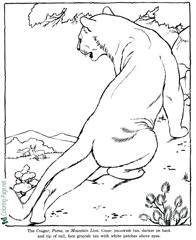 Beanie Boo Coloring Pages Zoo Sheets - Zoo Coloring Sheets |  behindthegown.com