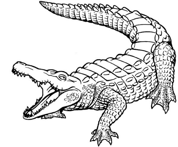 Pin on Australian animals