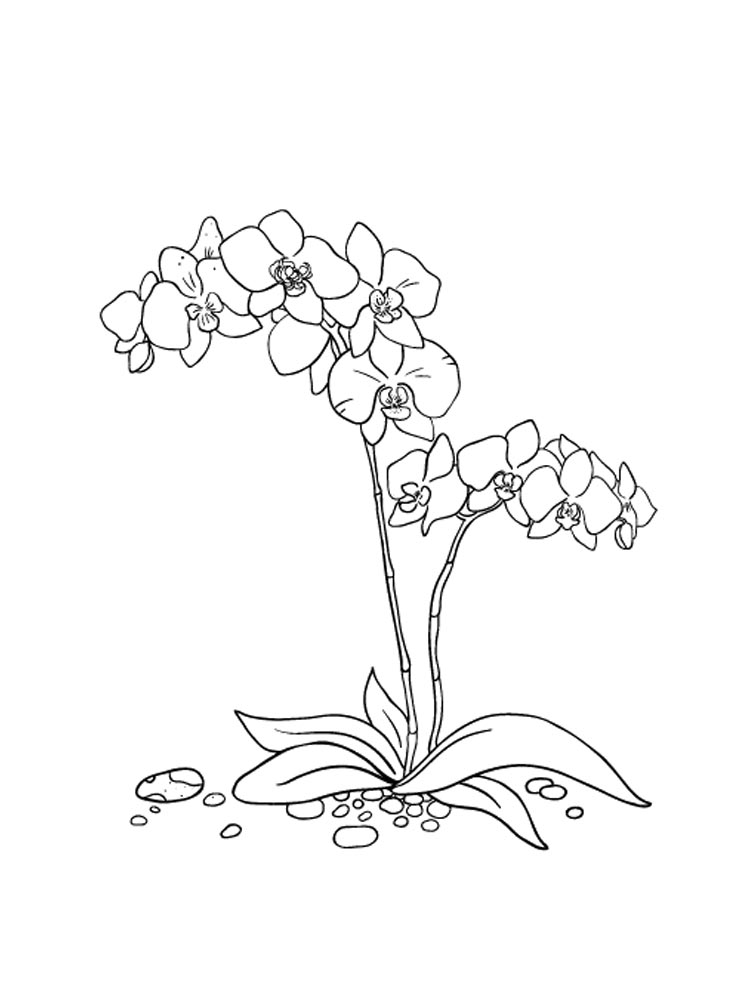 Orchid coloring pages. Download and print Orchid coloring pages