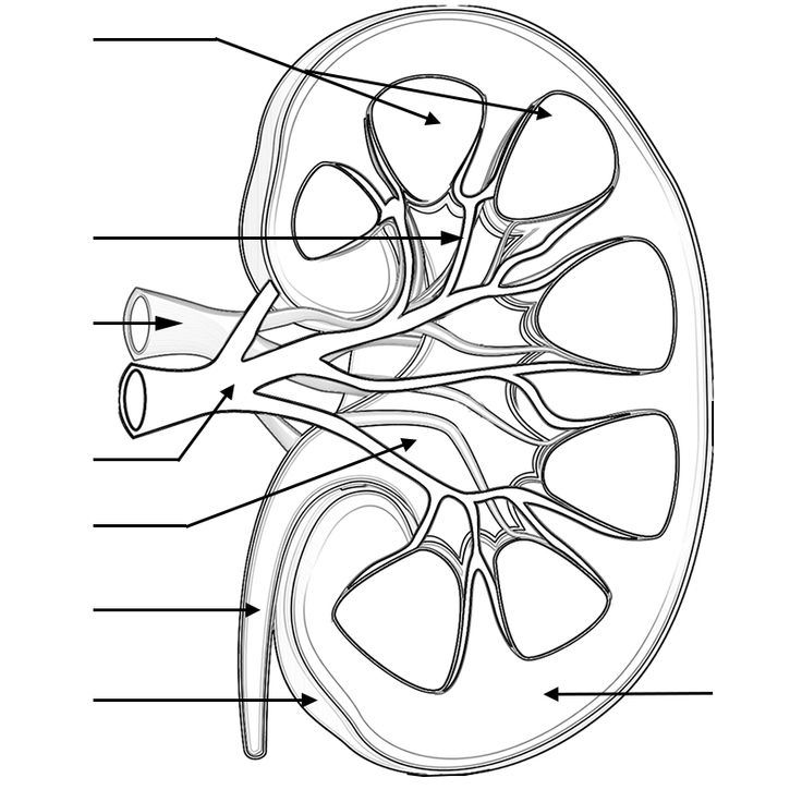 Pin em Anatomy