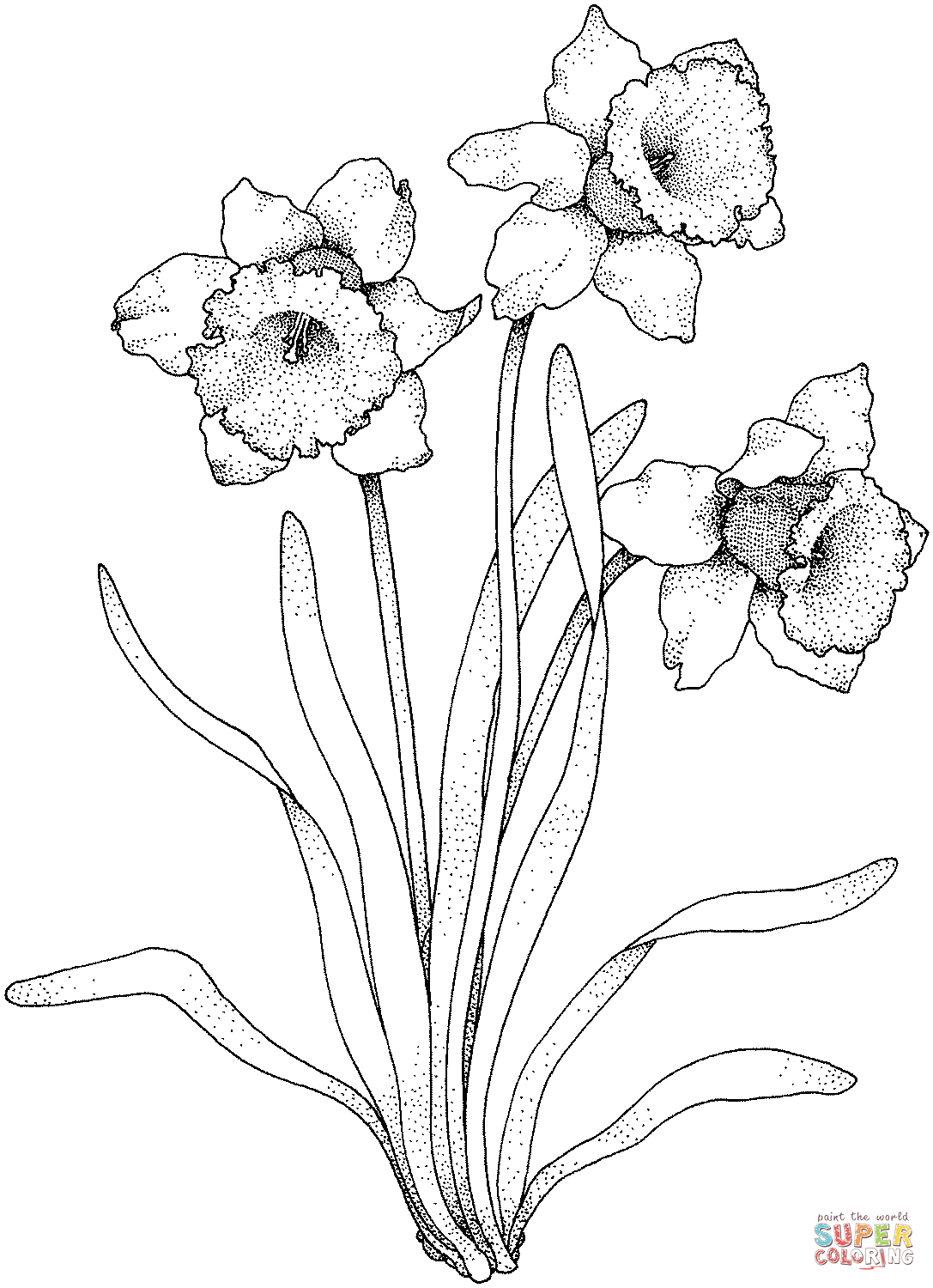 Daffodil coloring pages | Free Coloring Pages