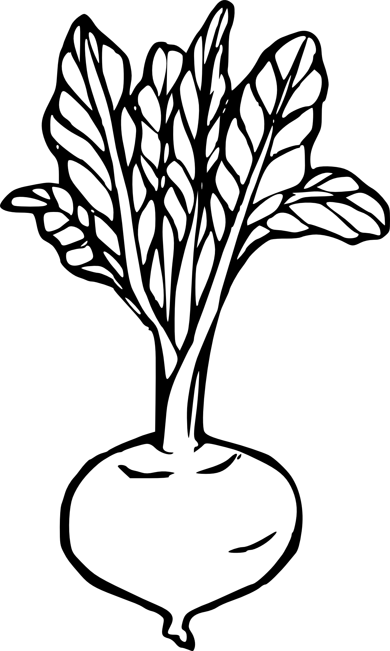 Beet coloring page - free printable coloring pages on coloori.com