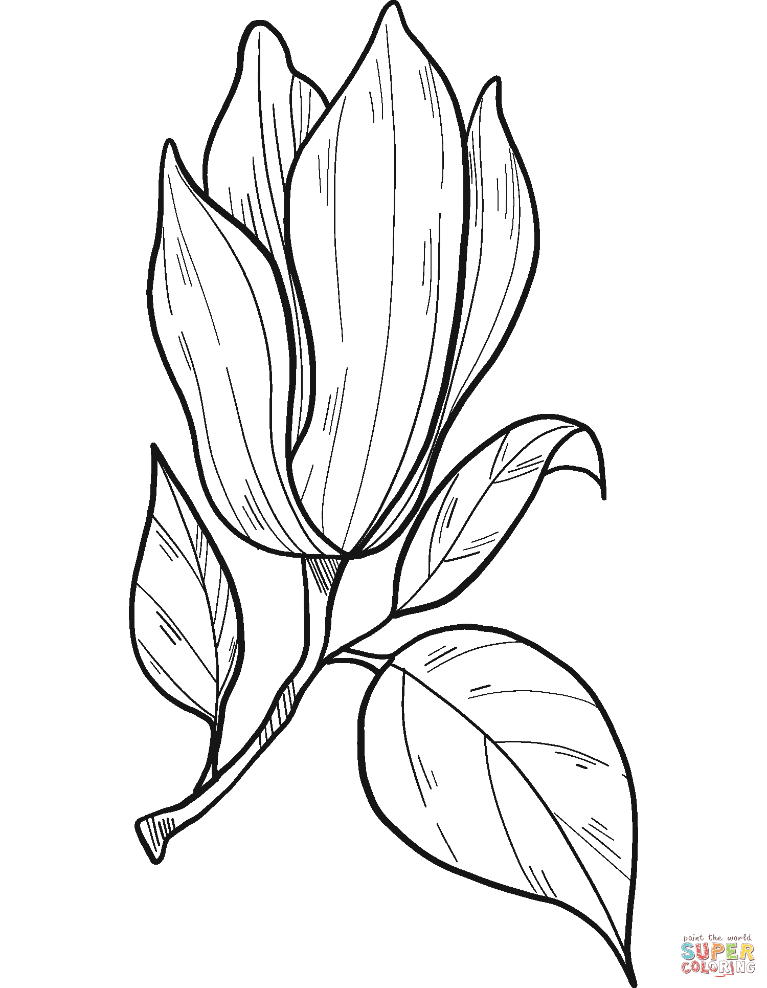 Magnolia Flower coloring page | Free Printable Coloring Pages