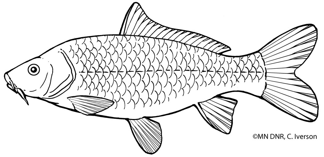 Coloring Pages : Great Lakes Aquarium