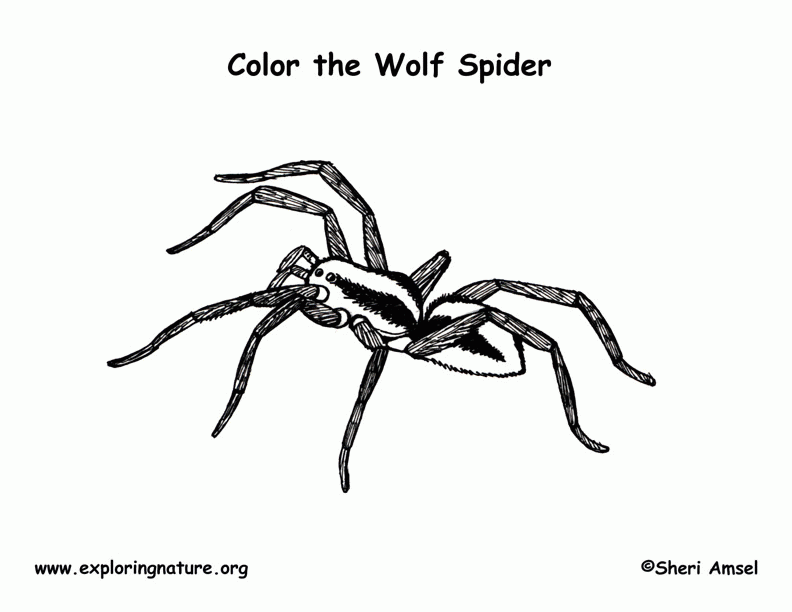 Spider Printable Web Coloring Pages - Colorine.net | #13195