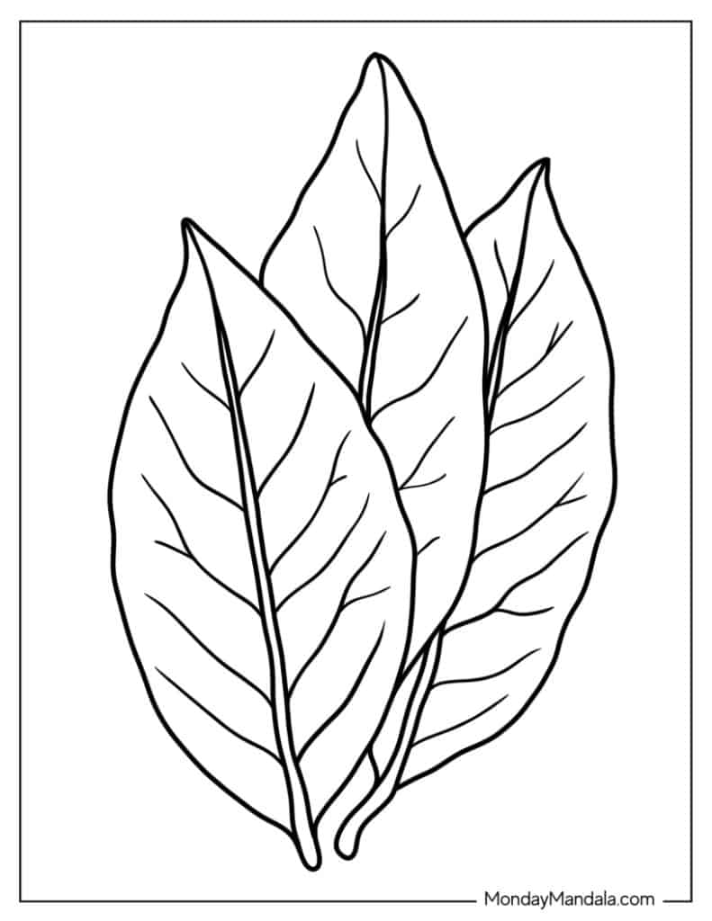 34 Leaf Coloring Pages (Free PDF Printables)