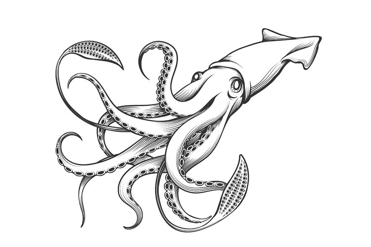 Giant Squid Engraving Illustration